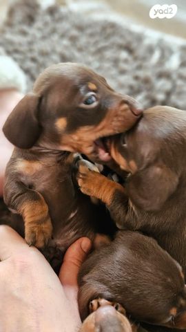 כלב תחש/דקל