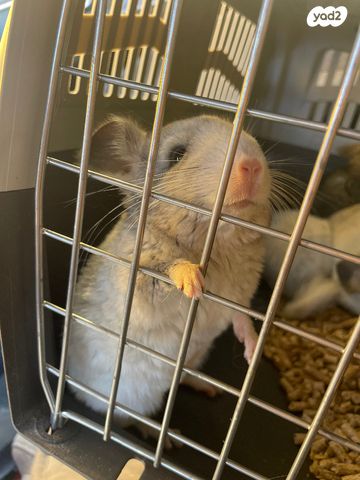 תמונת מודעה - חיות מחמד