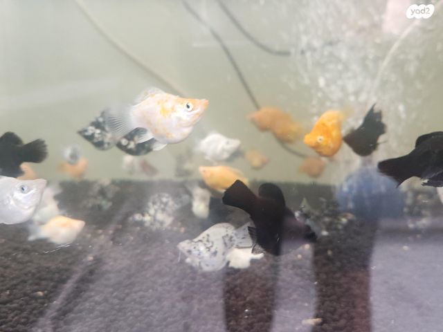 תמונת מודעה - חיות מחמד