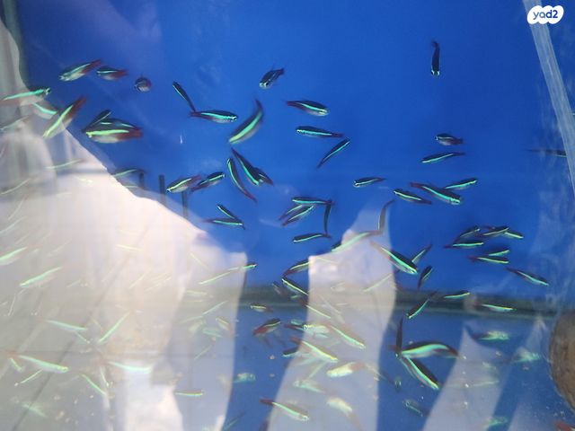 תמונת מודעה - חיות מחמד