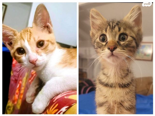 תמונת מודעה - חיות מחמד