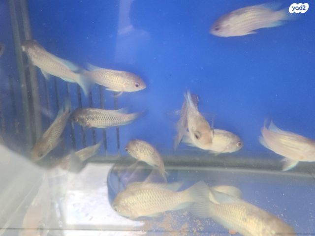 תמונת מודעה - חיות מחמד