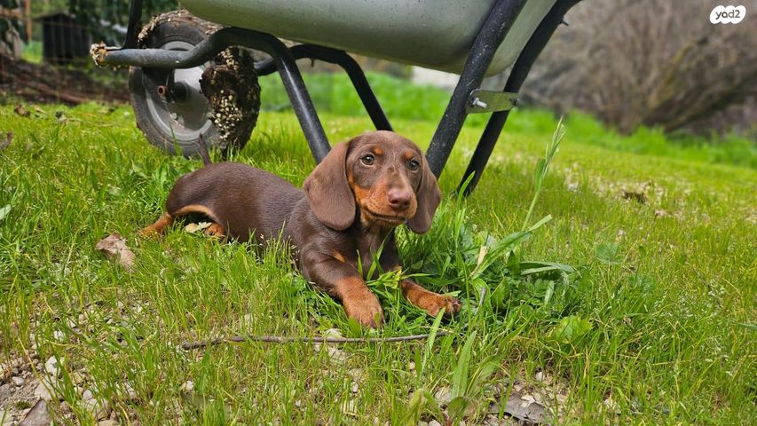 תמונת מודעה - חיות מחמד