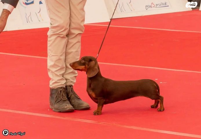 כלב תחש/דקל