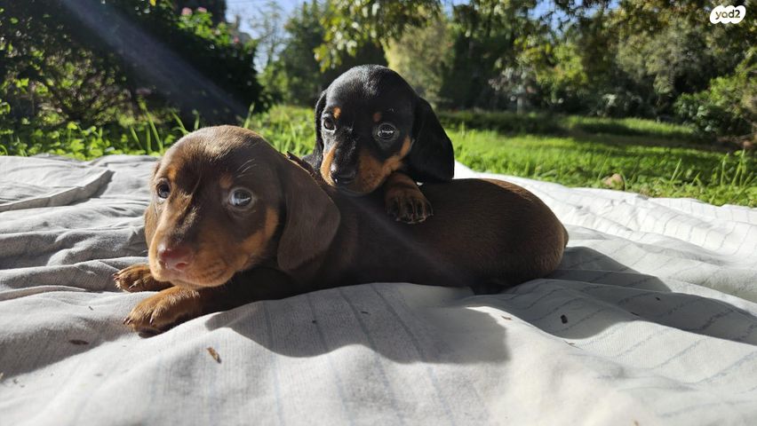 כלב תחש/דקל