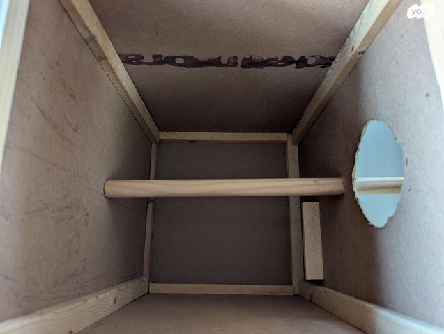 תוכי אקלקטוס