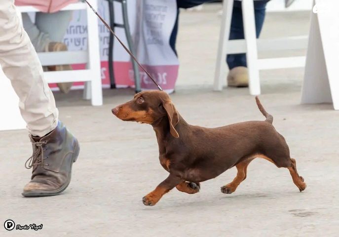 כלב תחש/דקל