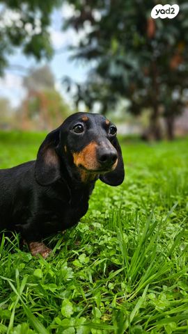 כלב תחש/דקל