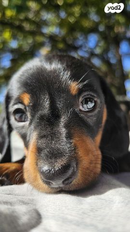 כלב תחש/דקל