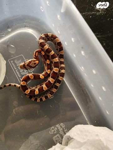 זוחל כרכן תירס