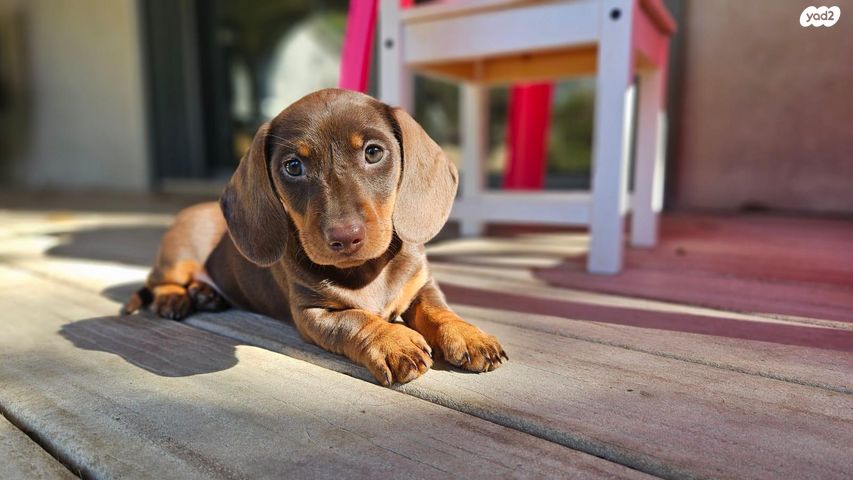 כלב תחש/דקל
