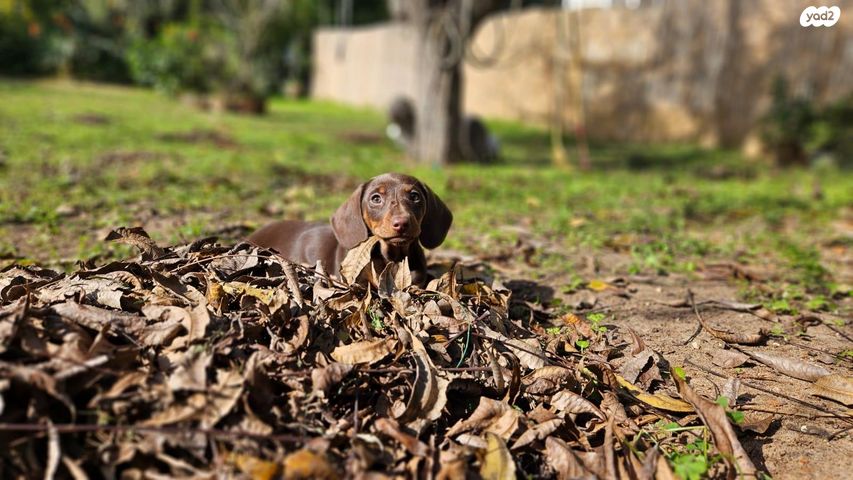 כלב תחש/דקל