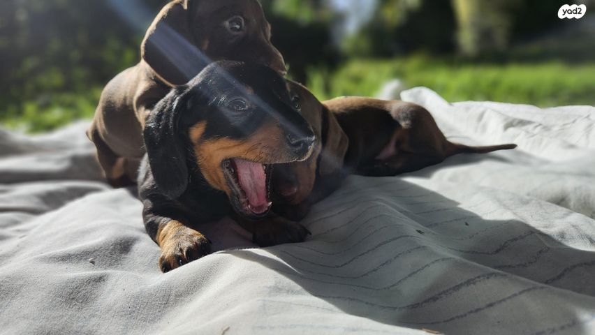 כלב תחש/דקל