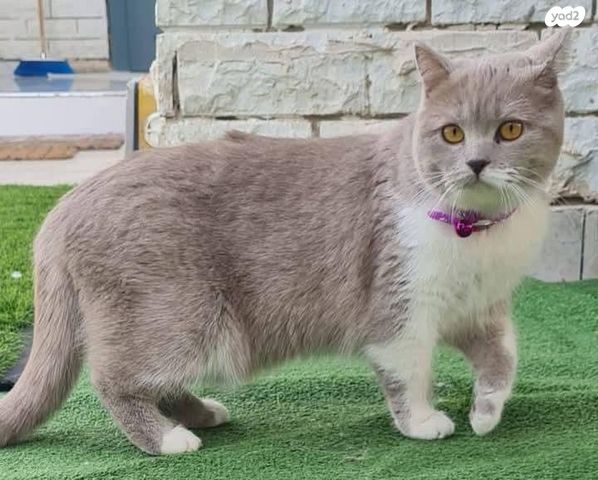 תמונת מודעה - חיות מחמד