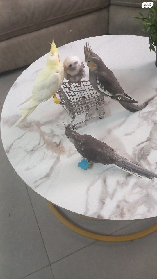 תמונת מודעה - חיות מחמד