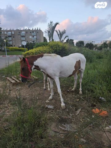 תמונת מודעה - חיות מחמד