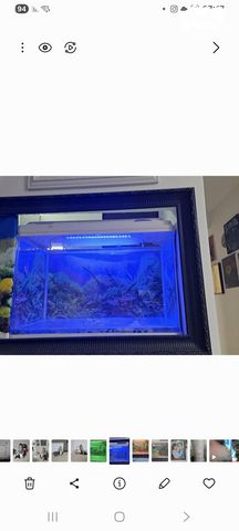 דג דגי מים קרים