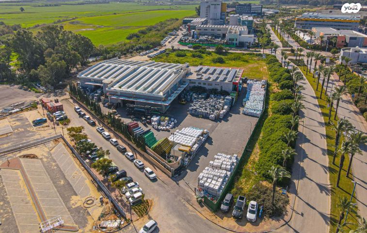 האקליפטוס 1