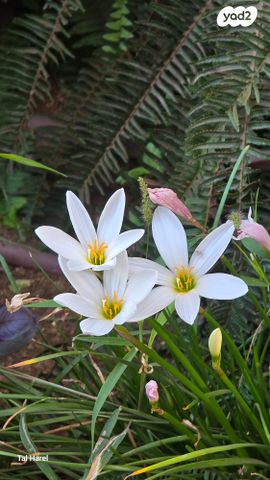 בית פרטי/ קוטג', אביגדור