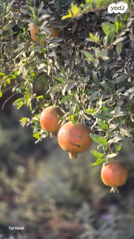 בית פרטי/ קוטג', אביגדור