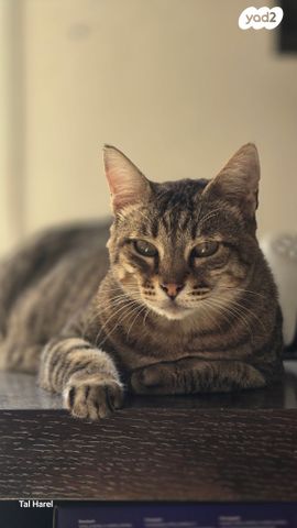 בית פרטי/ קוטג', אביגדור