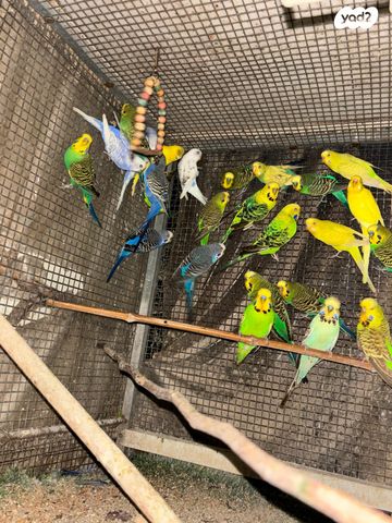 תמונת מודעה - חיות מחמד