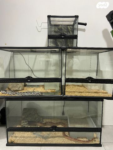 תמונת מודעה - חיות מחמד