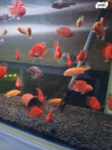 תמונת מודעה - חיות מחמד