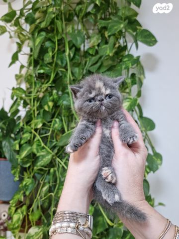 תמונת מודעה - חיות מחמד