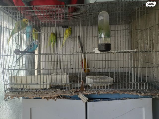 תמונת מודעה - חיות מחמד