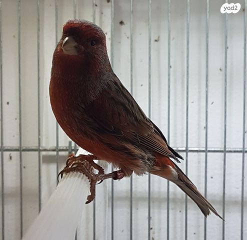 תמונת מודעה - חיות מחמד