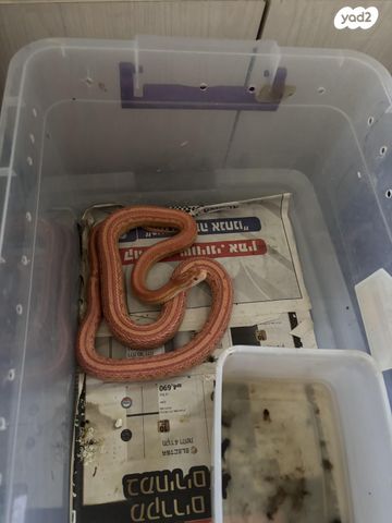 תמונת מודעה - חיות מחמד