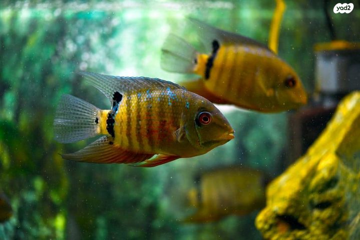 תמונת מודעה - חיות מחמד