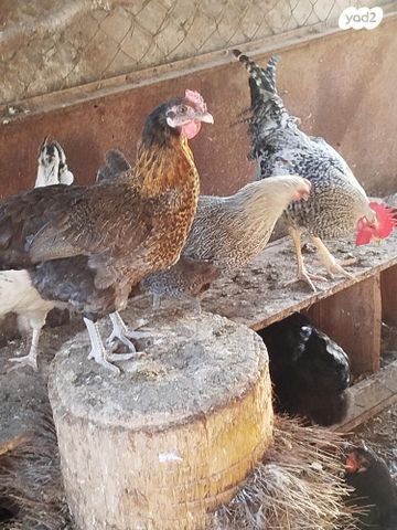 תמונת מודעה - חיות מחמד