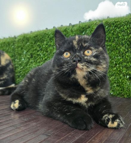 תמונת מודעה - חיות מחמד