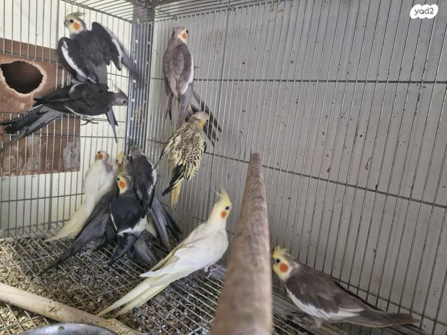 תמונת מודעה - חיות מחמד