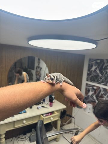 תמונת מודעה - חיות מחמד