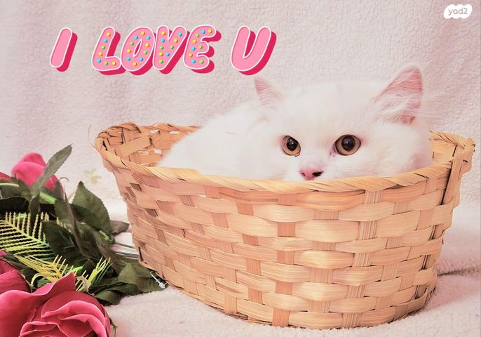 תמונת מודעה - חיות מחמד