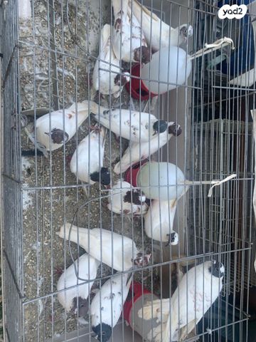 תמונת מודעה - חיות מחמד