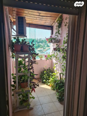 טריפלקס, אשחר, האירוסים, כרמיאל