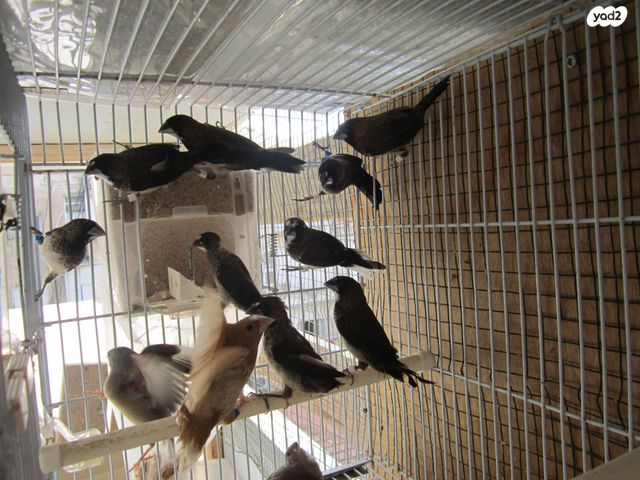 תמונת מודעה - חיות מחמד