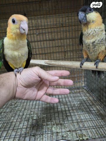 תמונת מודעה - חיות מחמד