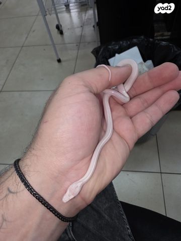 תמונת מודעה - חיות מחמד