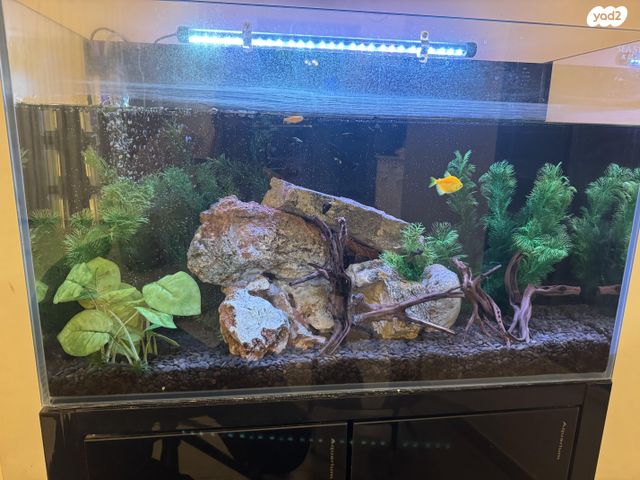 תמונת מודעה - חיות מחמד