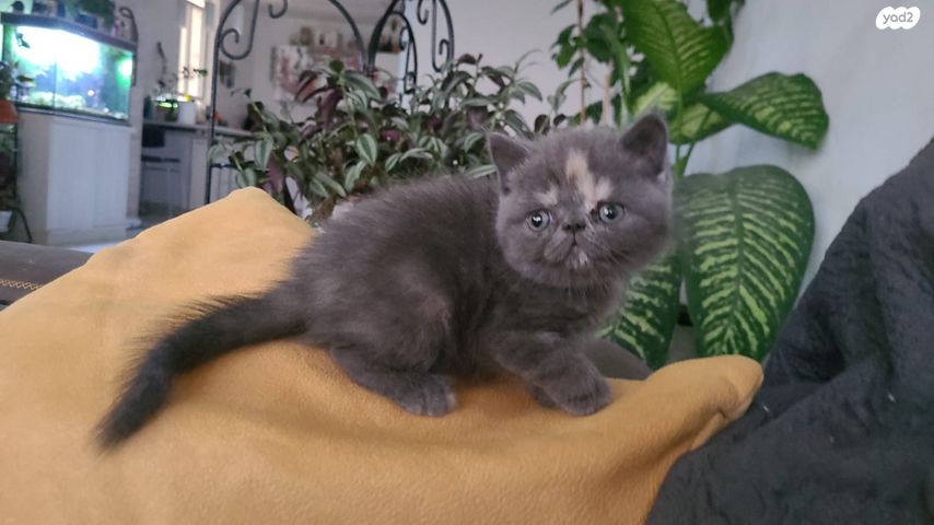 חתול אקזוטי קצר שיער