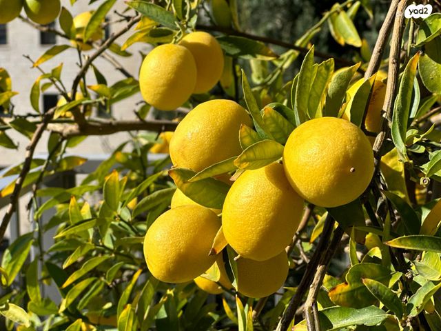 דו משפחתי, נטפים, צור הדסה