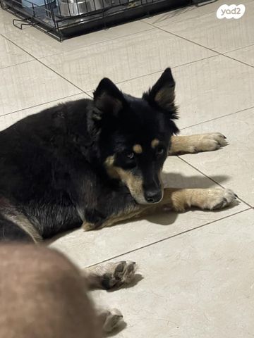 תמונת מודעה - חיות מחמד