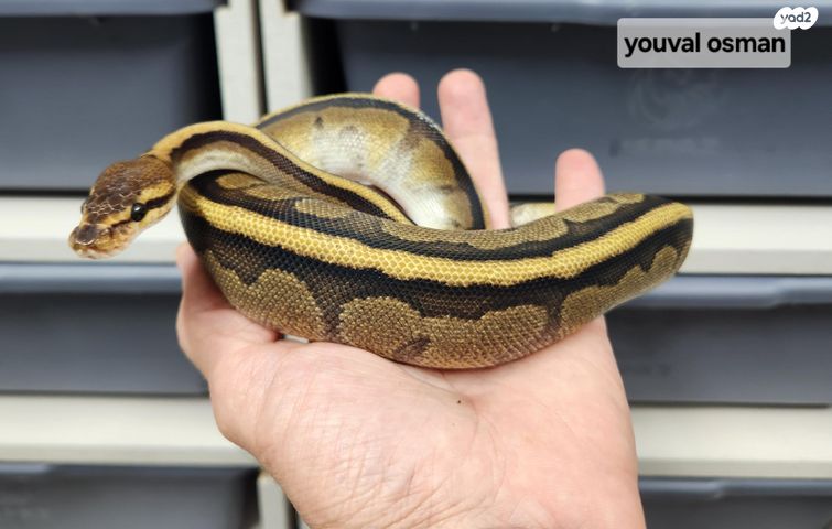 תמונת מודעה - חיות מחמד