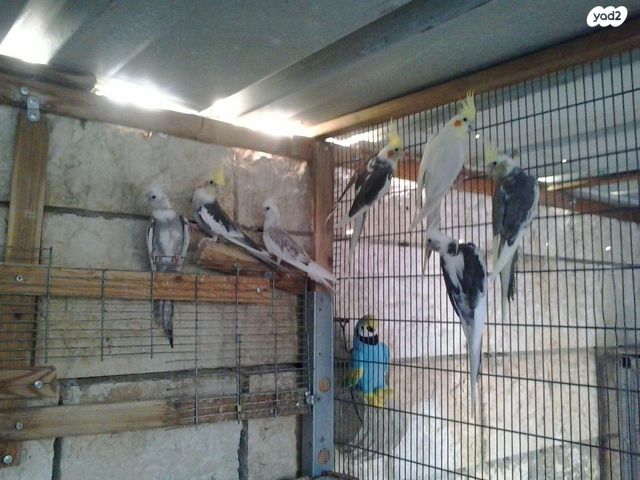 תמונת מודעה - חיות מחמד