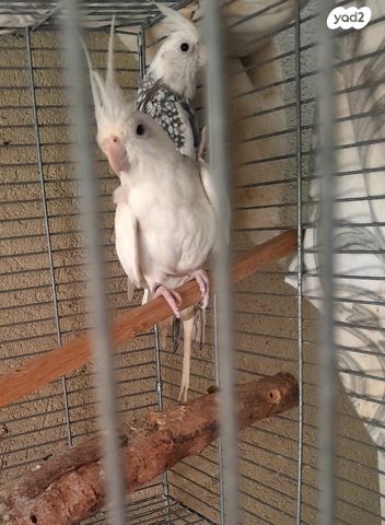 תמונת מודעה - חיות מחמד